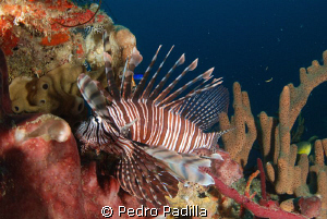 Lion Fish patroling his reef.
Nikon D80 with 15mm lens f... by Pedro Padilla 